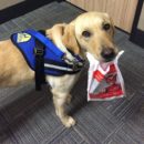 Service dog holding a plastic bag